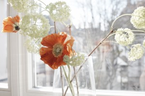 Praxis Still Mohn 03